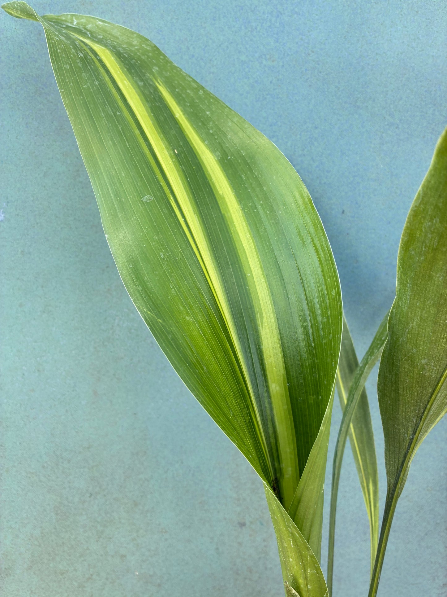 ASPIDISTRA ELATIOR 'LENNON'S SONG'