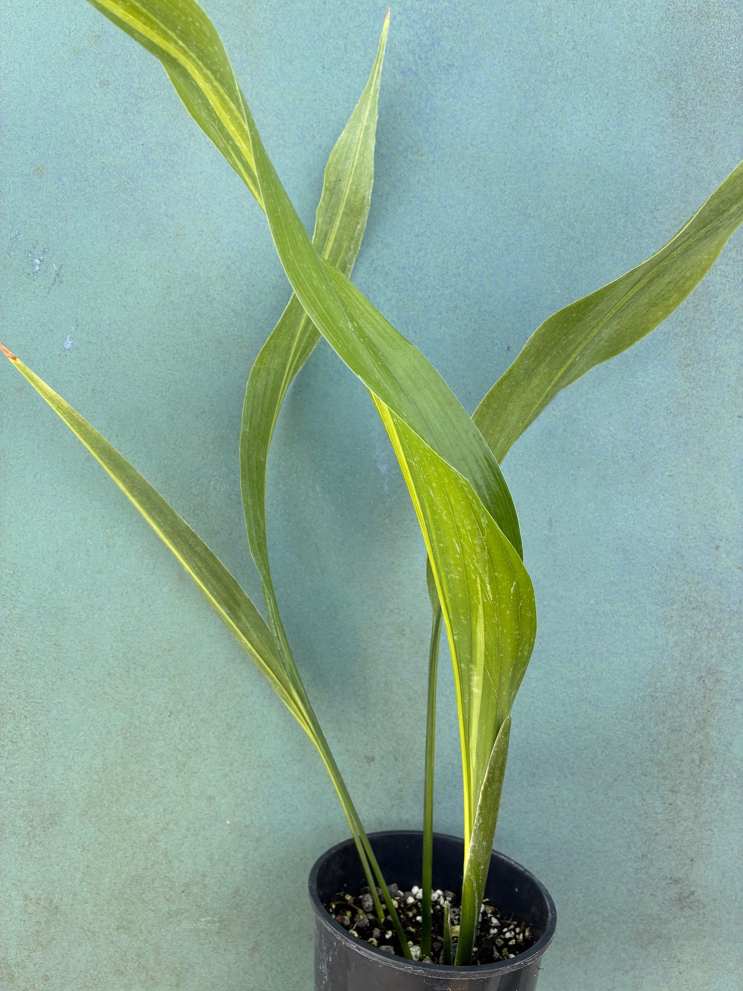 ASPIDISTRA ELATIOR 'LENNON'S SONG'