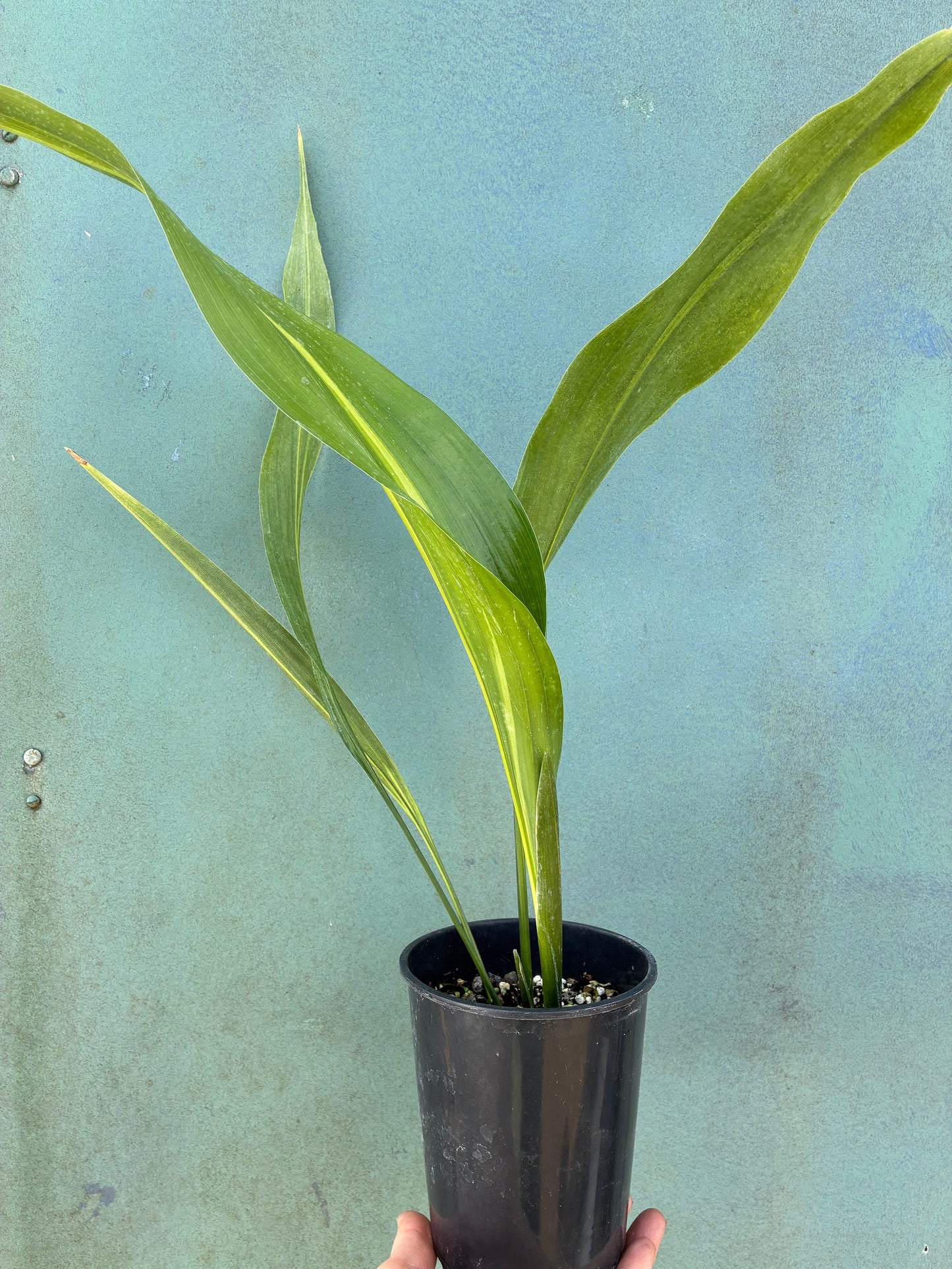 ASPIDISTRA ELATIOR 'LENNON'S SONG'