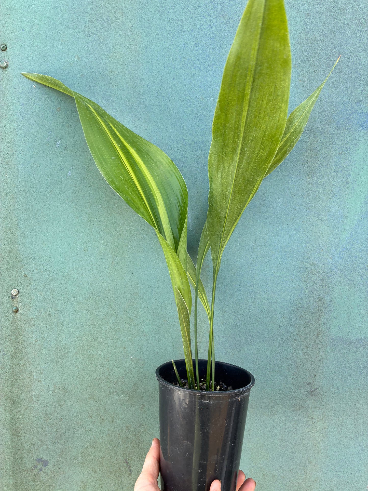 ASPIDISTRA ELATIOR 'LENNON'S SONG'