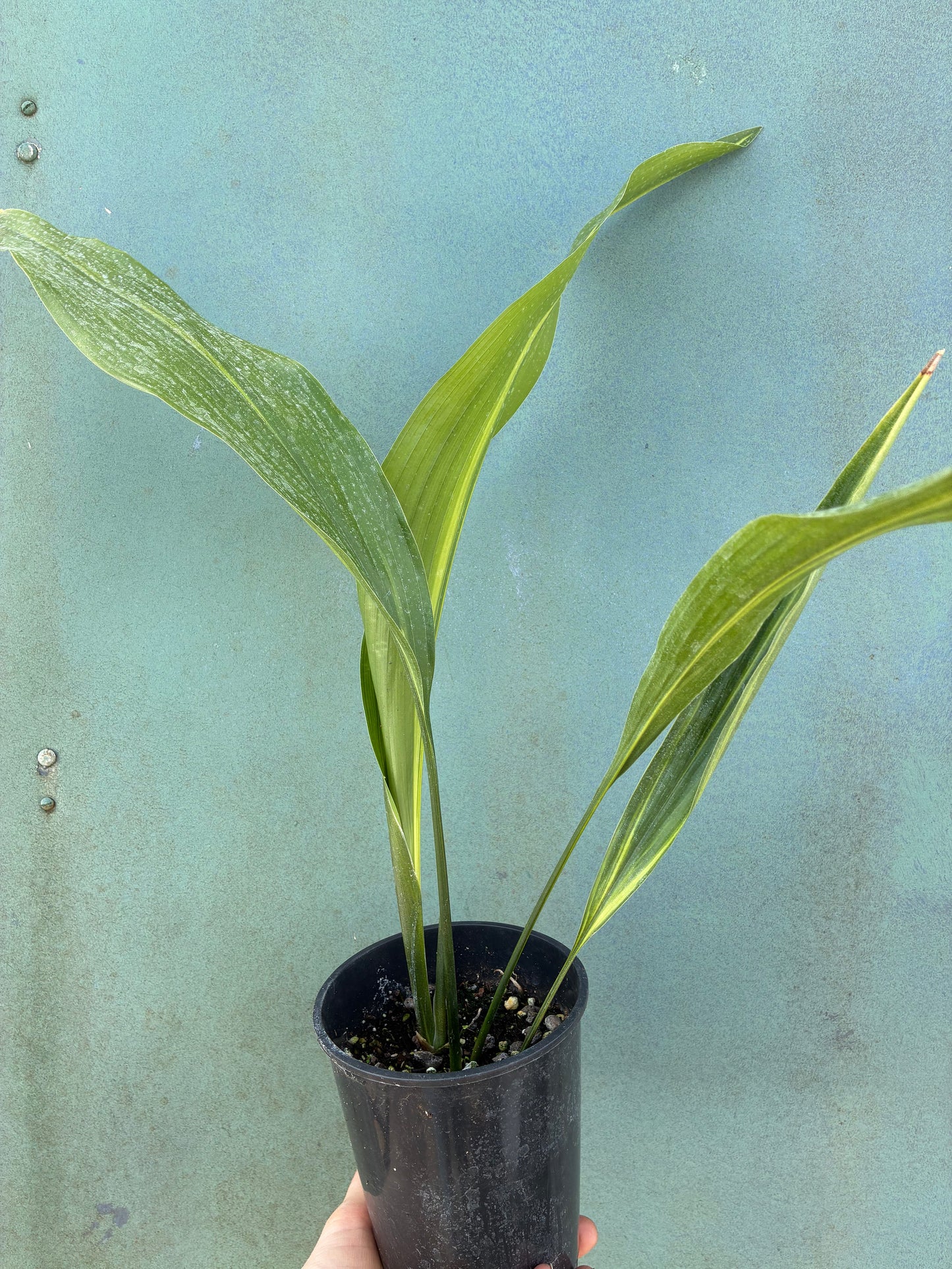 ASPIDISTRA ELATIOR 'LENNON'S SONG'