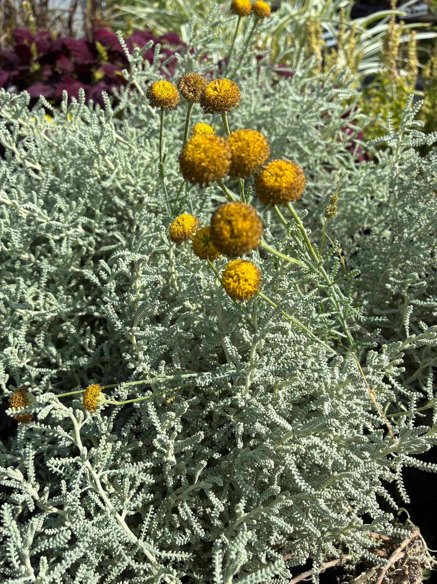 SANTOLINA CHAMAECYPARISSUS