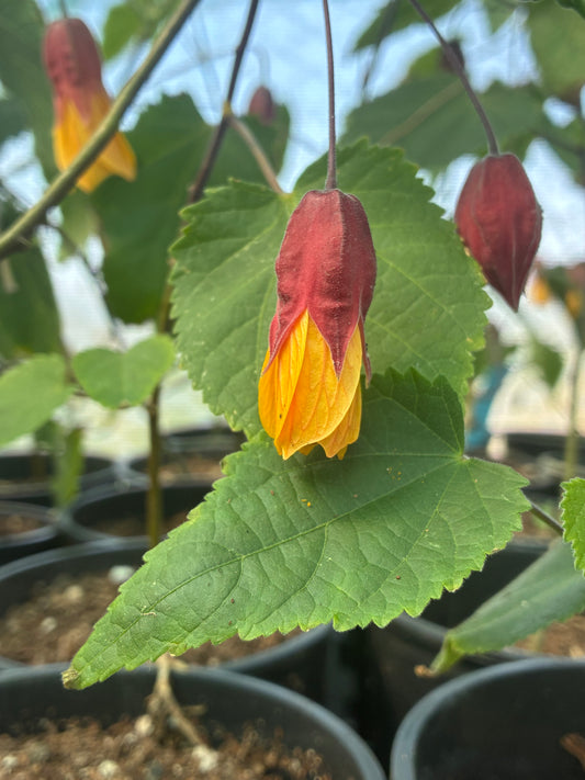 ABUTILON 'KENTISH BELLE'