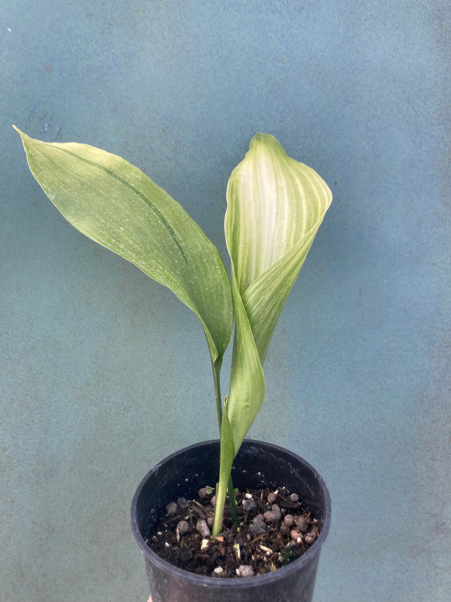 ASPIDISTRA ELATIOR 'ASAHI'