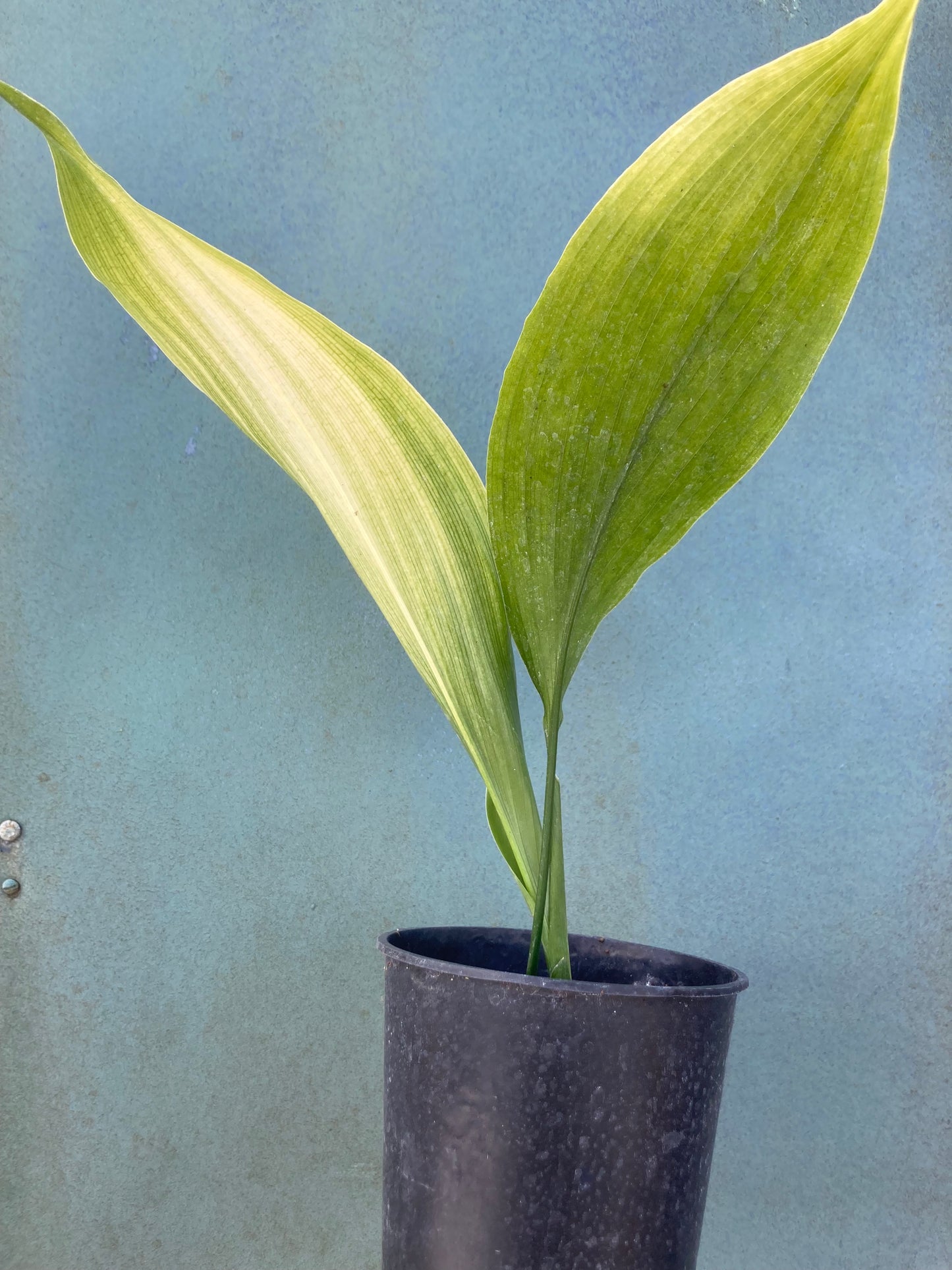ASPIDISTRA ELATIOR 'ASAHI'