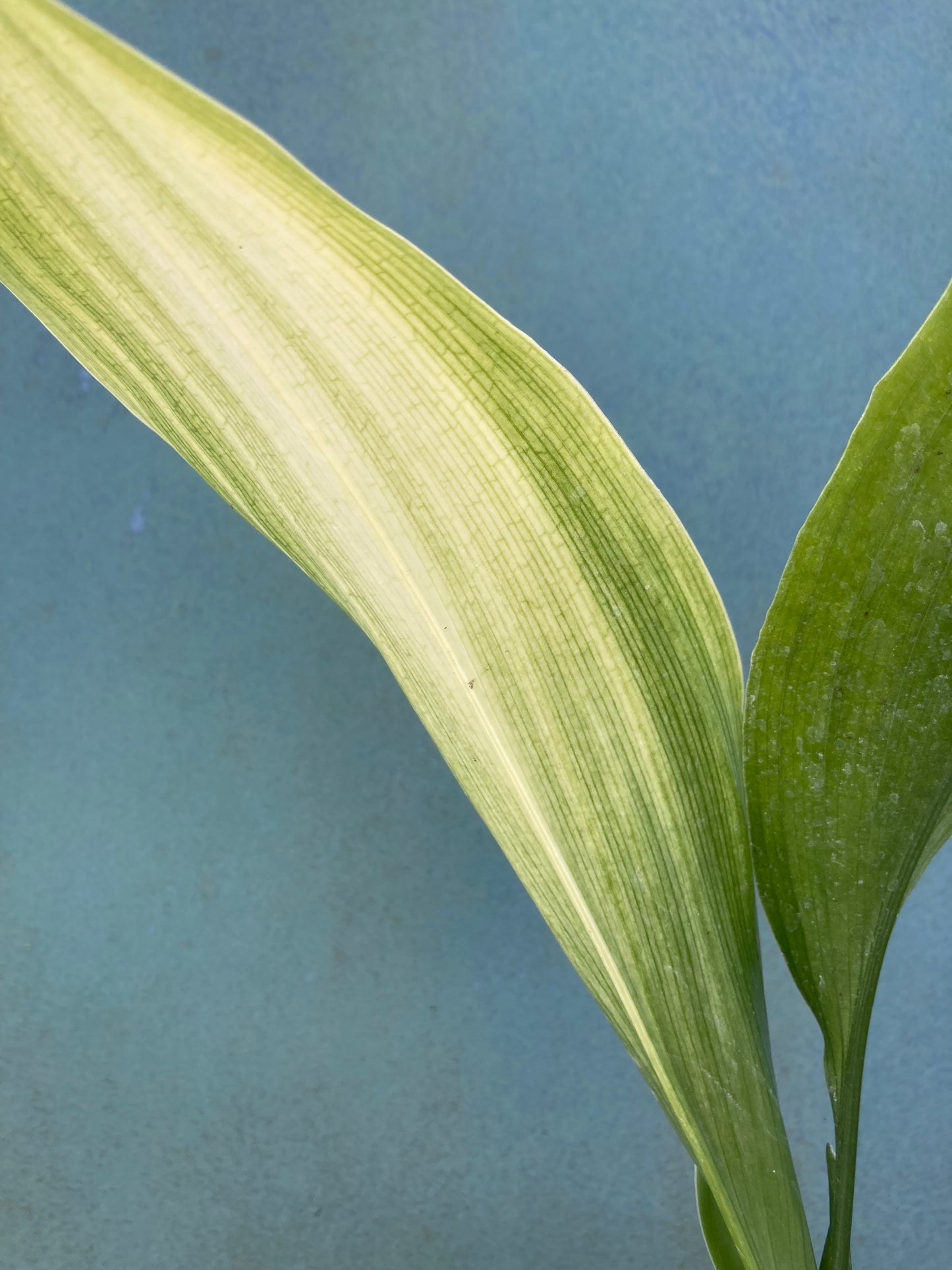 ASPIDISTRA ELATIOR 'ASAHI'