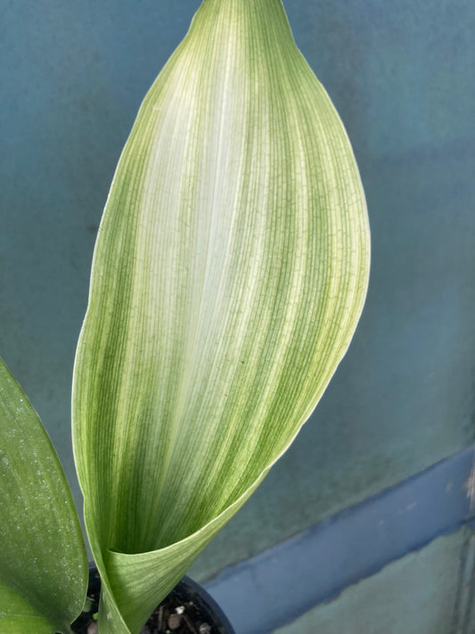 ASPIDISTRA ELATIOR 'ASAHI'