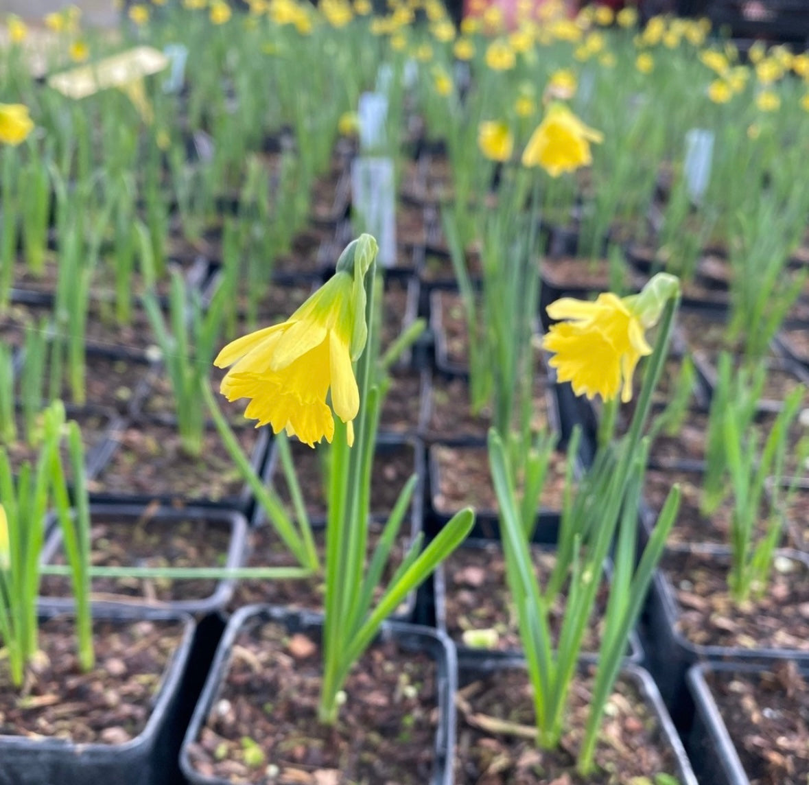Galanthus elwesii 'Grumpy' | Quirky & Early Blooming Snowdrop ...