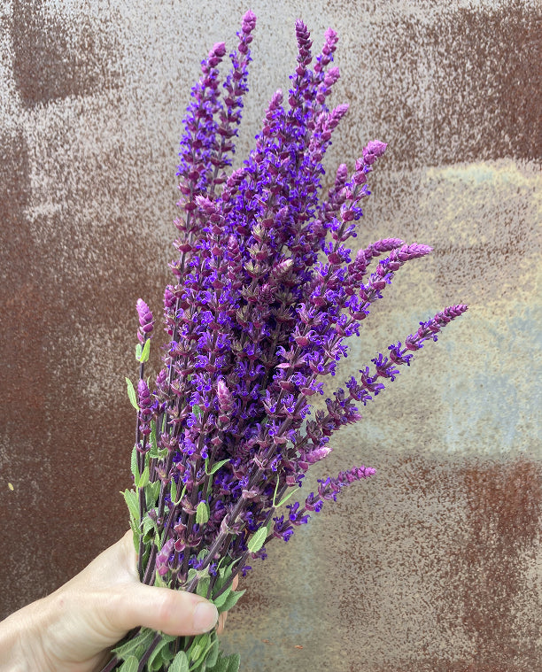 Salvia nemorosa 'Caradonna'