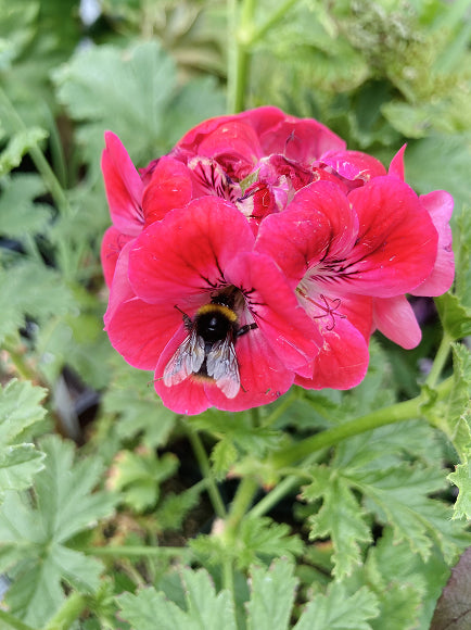Pelargonium 'Paton's Unique'