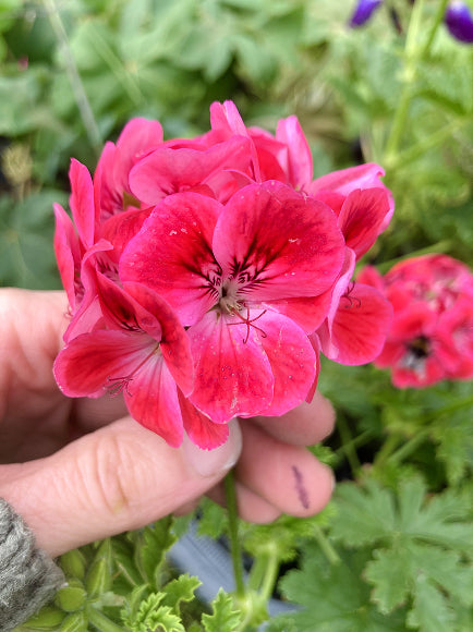 Pelargonium 'Paton's Unique'
