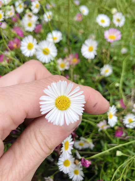 Buy Erigeron karvinskianus