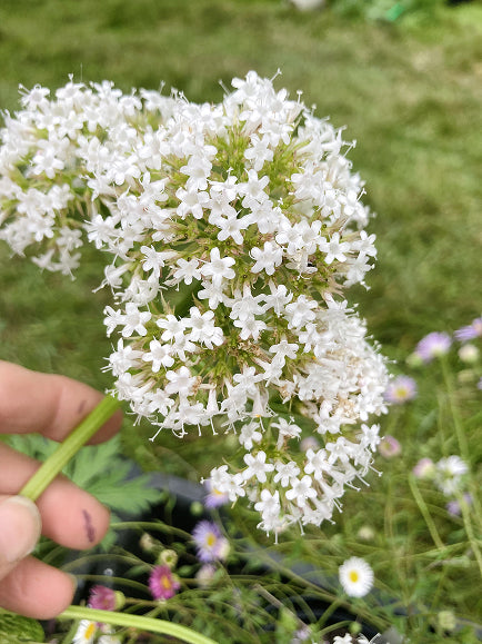 Valeriana officinalis 'Chiri Fu'