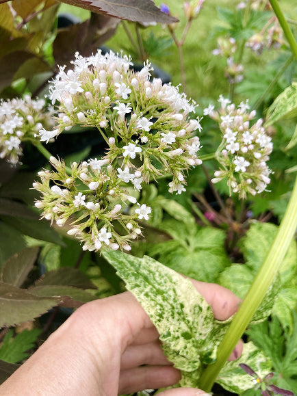 Valeriana officinalis 'Chiri Fu'