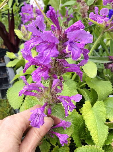 Betonica macrantha 'Violacea' | Hardy Purple Spikes for Borders
