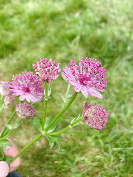 Buy Astrantia 'Roma'