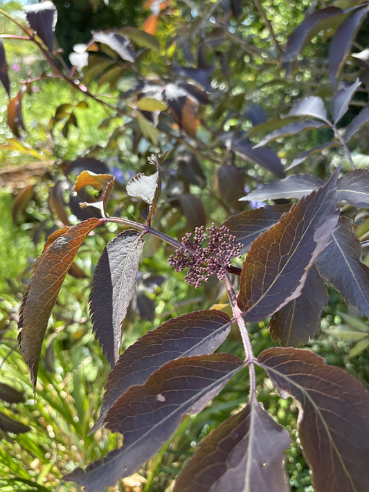 Close up of Sambucus 'Chocolate Marzipan'