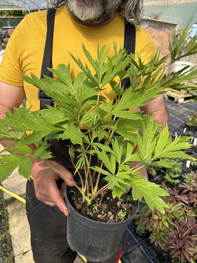 Paeonia ludlowii | Yellow Tree Peony Shrub for Spring Blooms