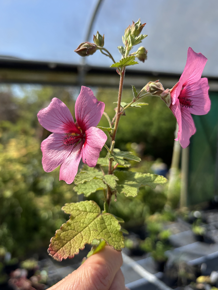Buy Anisodontea 'El Royo' | Pink Cape Mallow Shrub