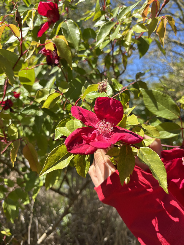 Rosa X Odorata 'Bengal Crimson'