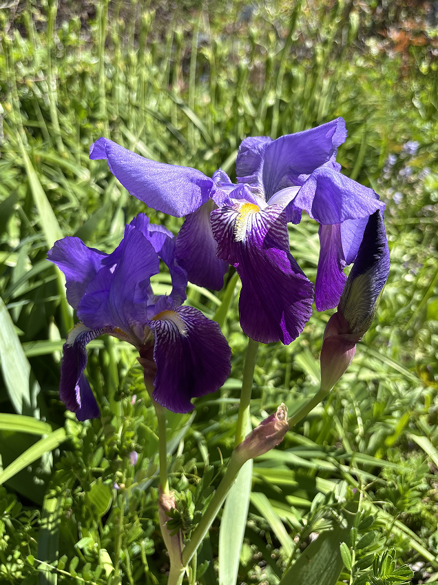 Iris germanica | Dwarf Bearded Iris