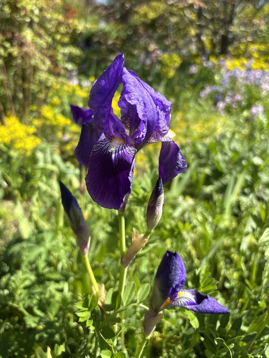 Iris 'Blue Denim' | Soft Indigo Flowers & Grey-Green Foliage