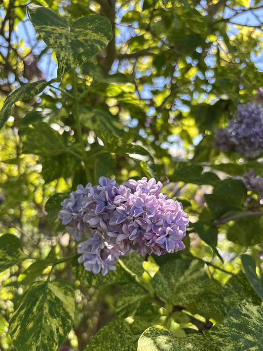 Syringa vulgaris 'Aucubifolia' | Variegated Lilac