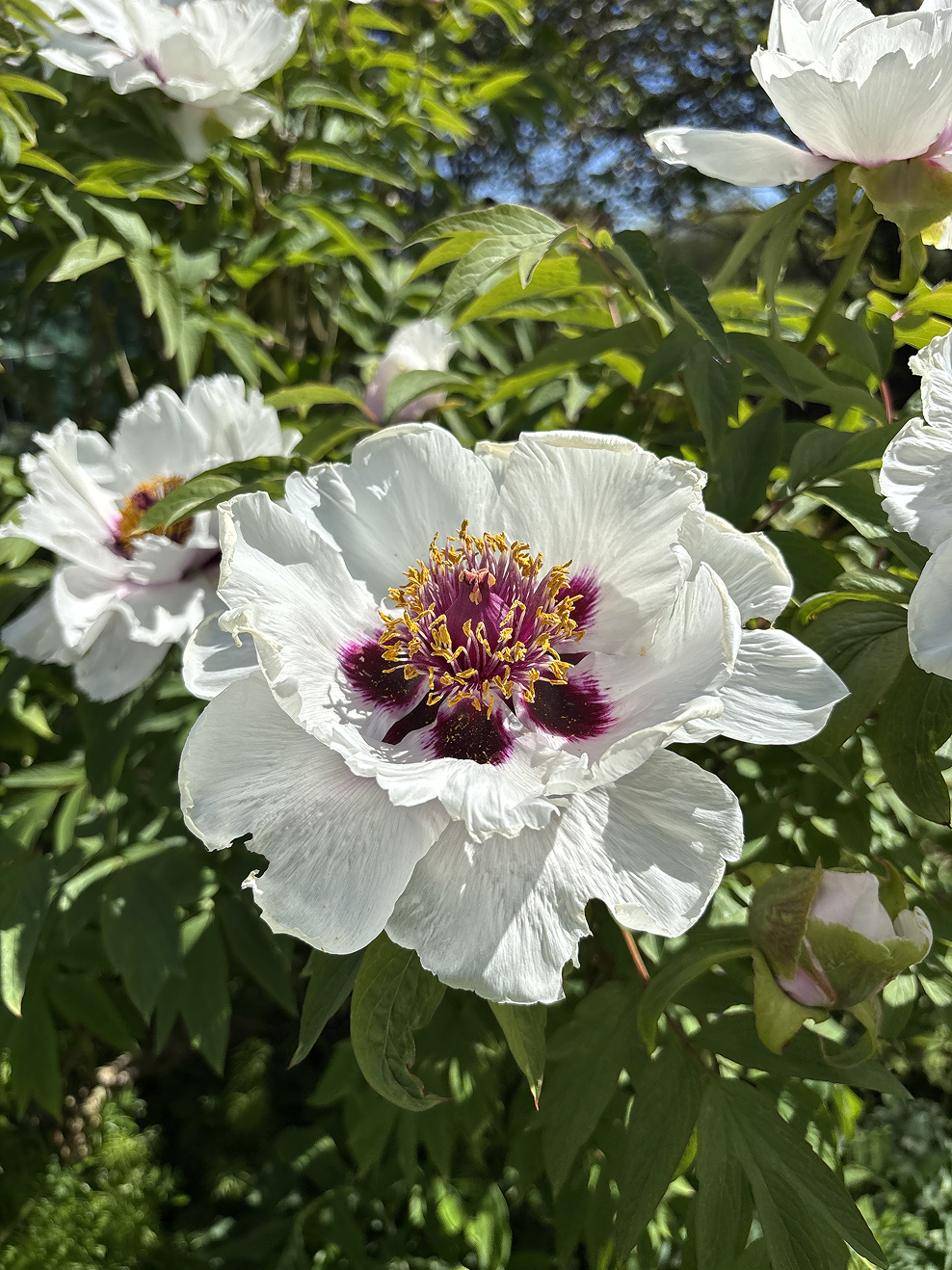 Paeonia rockii | White Flowered Tree Peony