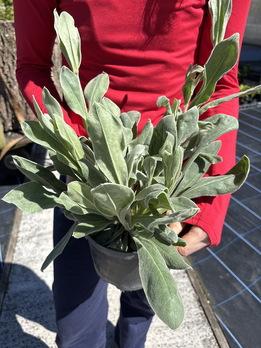 Lychnis coronaria 'Gardener’s World'