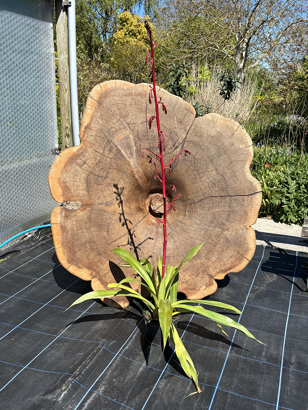 Beschorneria septentrionalis | Hardy Exotic with Pink Stems