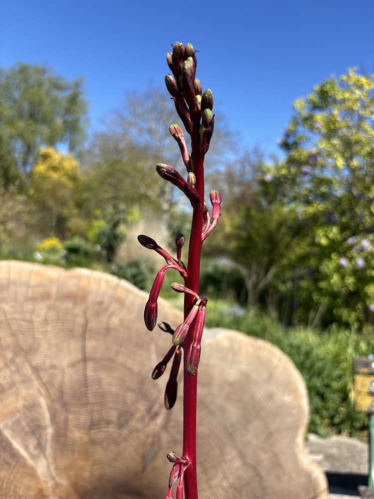 Close up - Beschorneria septentrionalis | Hardy Exotic with Pink Stems