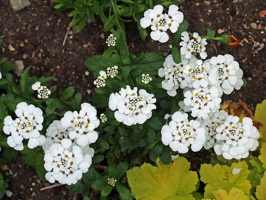 IBERIS 'BETTY SWAINSON'