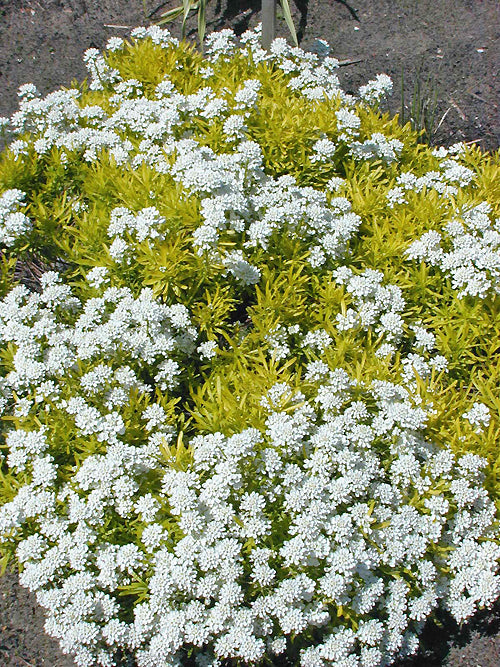 IBERIS SEMPERVIRENS 'GOLDEN CANDY'