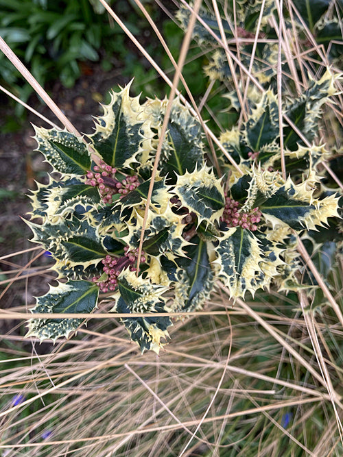 ILEX AQUIFOLIUM 'FEROX ARGENTEA'