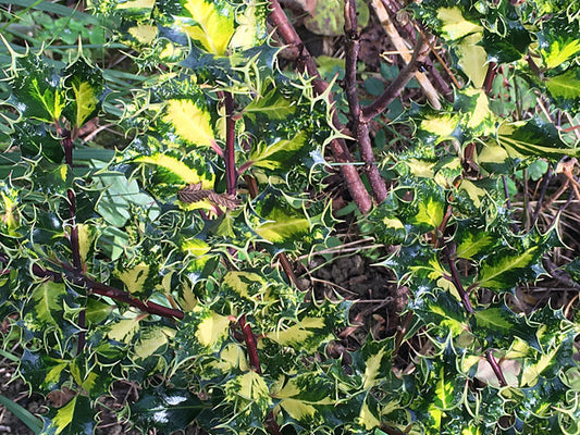 ILEX AQUIFOLIUM 'FEROX AUREA'