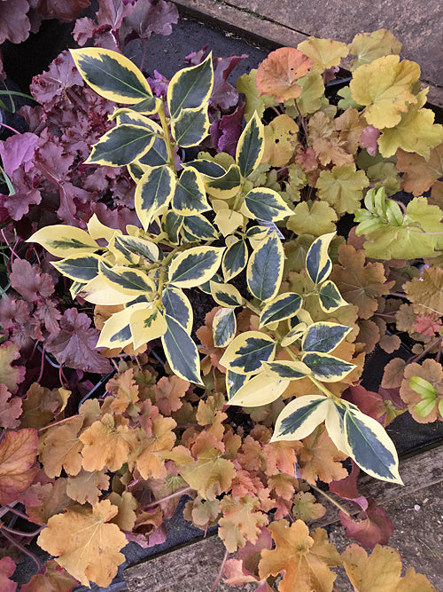 ILEX x ALTACLERENSIS 'BELGICA AUREA'