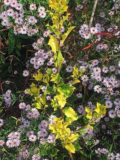 ILEX AQUIFOLIUM 'FLAVESCENS'