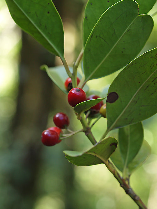 ILEX CANARIENSIS