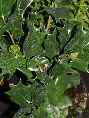 ILEX CORNUTA 'IRA S.NELSON'
