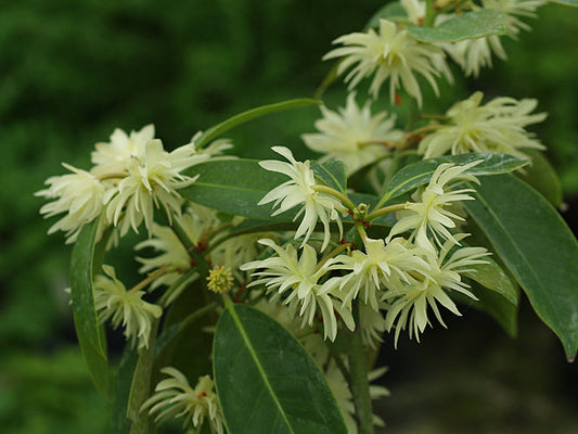 ILLICIUM SIMONSII