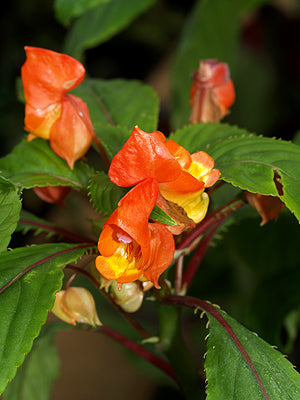 IMPATIENS AURICOMA