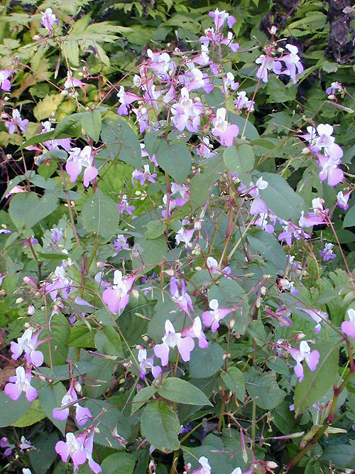 IMPATIENS BALFOURII