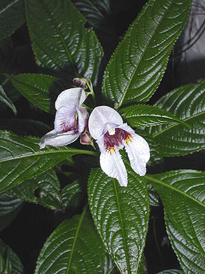 IMPATIENS CYMBIFERA CC 4980
