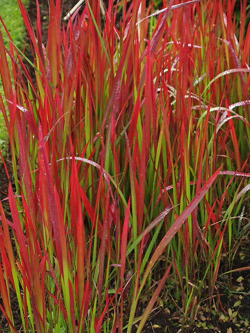 IMPERATA CYLINDRICA 'RUBRA'