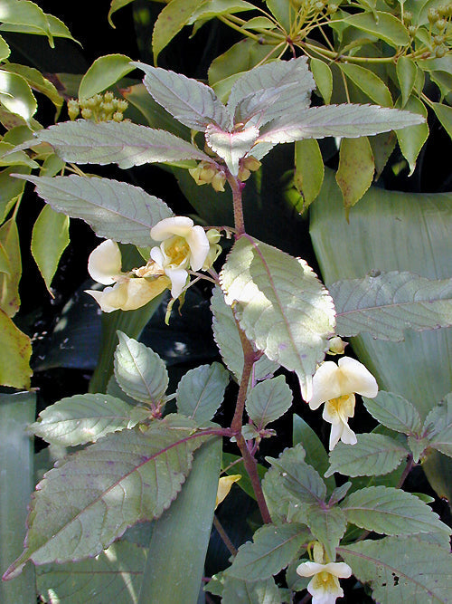 IMPATIENS CRISTATA CC 3608