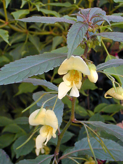 IMPATIENS FALCIFER