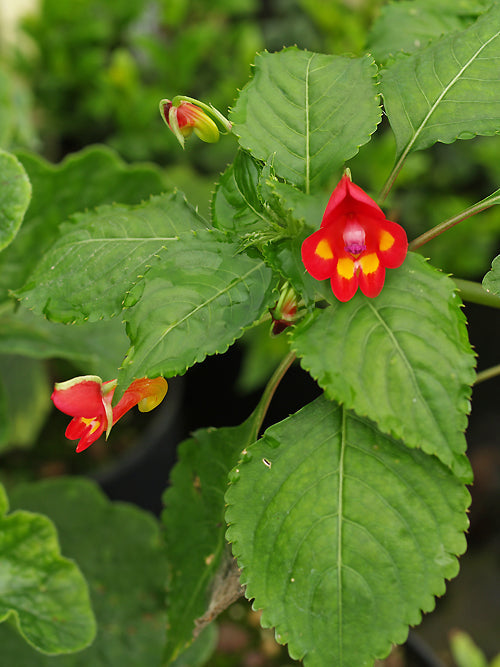 IMPATIENS KILIMANJARI