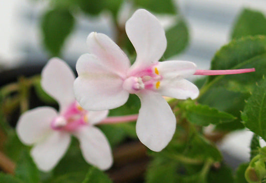 IMPATIENS 'LINDA'S WHITE'