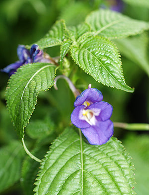 IMPATIENS NAMCHABARWENSIS