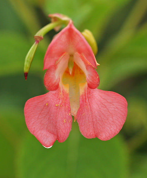 IMPATIENS ROTHII